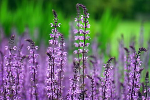 Schwabe Gardening | Imagefilm